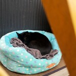 つけ麺・らぁ麺 やまこう - 猫ちゃん居た(≡^.^≡)♪