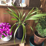 ノジリカフェ - 良いですねー〜ー　なんとなくオーナーさんの人柄が垣間見えます