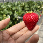 姫路ハートフル観光農園 - 