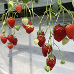 姫路ハートフル観光農園 - 