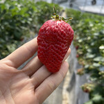 姫路ハートフル観光農園 - 