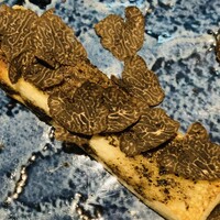 くずし鉄板 あばぐら 恵比寿店 - 