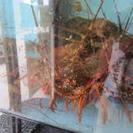しらさぎの宿 丸福 - 店内の水槽、他にも色々居ます。