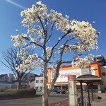Wunderbarhof ANDO - 長後駅前の綺麗な花