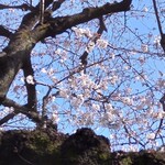 煮干し中華そば 一剣 - でも桜って和むね