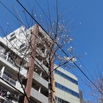 煮干し中華そば 一剣 - お店の前の桜も植え替えられたから小さい