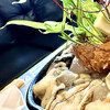 Shinozimadhuterasu Cafe and Bar - ばばぁのフグと牡蠣みそバター鍋