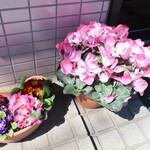 一寛 - 店頭で咲くシクラメン