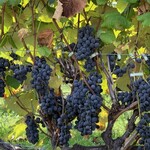 ジンギスカン白樺 - 