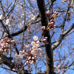 みささ堂 - 川沿いの桜。まだ咲き初めでした。