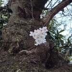 立呑み晩杯屋  - 良く咲いたね