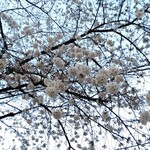 立呑み晩杯屋  - 日差しがあれば綺麗だったろうな