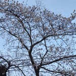 立呑み晩杯屋  - 夕暮れの中板橋の桜