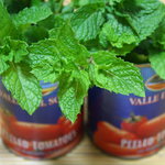 パラディゾ - ミント