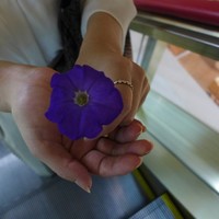 土佐料理 祢保希 丸の内店 - Ｋさんがイランの少年からもらったプレゼント、ライバル多し