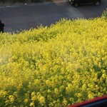 伊予灘ものがたり - 車窓から見えた菜の花(2023年3月)