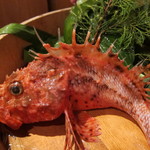 舞桜 - 鬼カサゴ