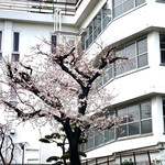 きそば 柏屋 - 初々しい桜