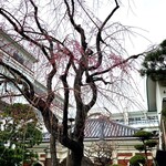 きそば 柏屋 - 枝垂れはまた二分ってとこかな？