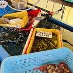 公栄水産 - 料理写真:生け簀