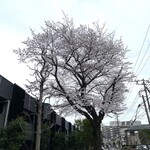 Tsuki Kohi - 北与野駅から歩いている道すがらの桜( ⸝⸝⸝⁼̴́⌄⁼̴̀⸝⸝⸝)