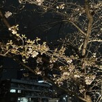 Mi tiempo - ようやく桜が開花致しました！4月上旬までお楽しみ頂けます美味しいお料理と、美味しいお飲み物と間近に迫る桜を昼も夜もお楽しみ下さい。