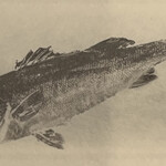 一期一会 よねさん - 