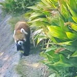 神戸市立王子動物園 - レッサーパンダ