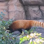 神戸市立王子動物園 - レッサーパンダ