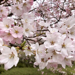 Ameya - 桜