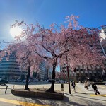 LUMBINI - これはzip-FM前の早咲きの桜ですが、名古屋の桜も咲き始めました