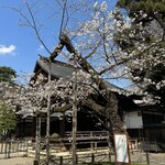 麻布笄軒 - 靖国神社の標本木