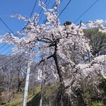 萬来軒別館 - 昼間の高松町（午前の気温上昇で満開に近い八分咲きになりました）