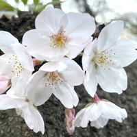 天ぷら 小宮山 - 