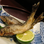 青華こばやし - 25年7月　長良川　天然鮎