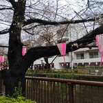 Bistro HiNGE Nakameguro - 今年はさくら祭りはするのかな？