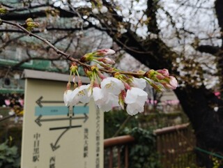 Bistro HiNGE Nakameguro - 桜もだいぶ来てる？