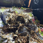 インド・パキスタン料理 アルバラカ - 実にあられもない姿に興奮MAX！