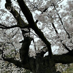 Rikugien Sakura Chaya - 