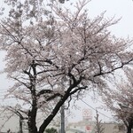 ラーメン二郎 - 近くで咲く桜