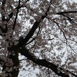 indigo - 桜 まんかい
