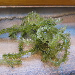 寿司栄 - 海ぶどう