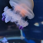 新江ノ島水族館 メインショップ - 