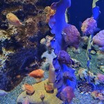 新江ノ島水族館 メインショップ - 