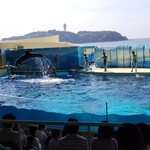 新江ノ島水族館 メインショップ - 