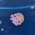 新江ノ島水族館 メインショップ - 