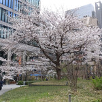 ふじ - 職場近所の桜