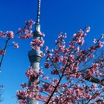 トウキョウクルーズカフェ - 隅田公園からの眺め