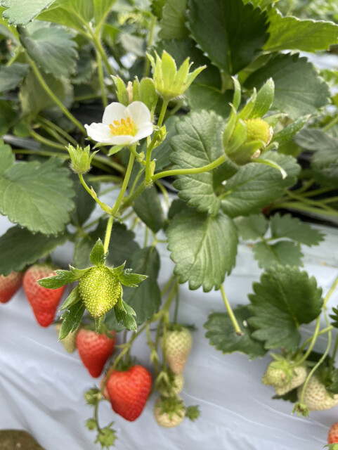 いちごハウス たかはし - 小山田（その他）の写真
