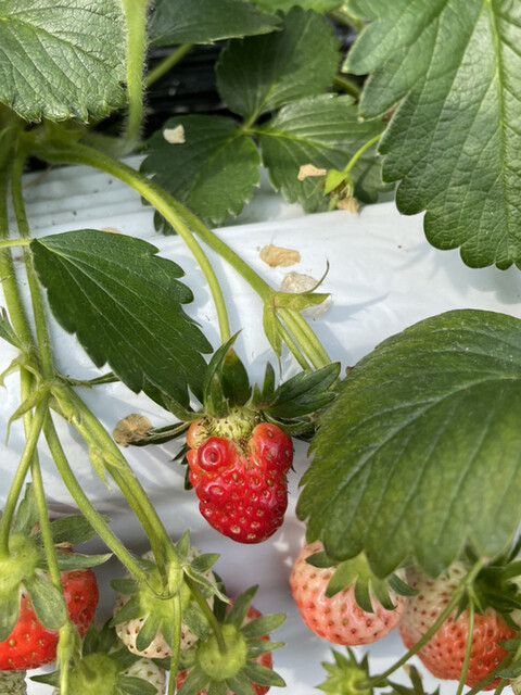 いちごハウス たかはし - 小山田（その他）の写真